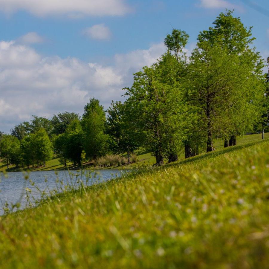 grassy lakeside view